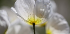 Sound Healing ~ Tibetan Bowl and a Gentle Stream