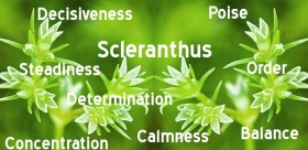 Bach Flower Remedies ~ Scleranthus