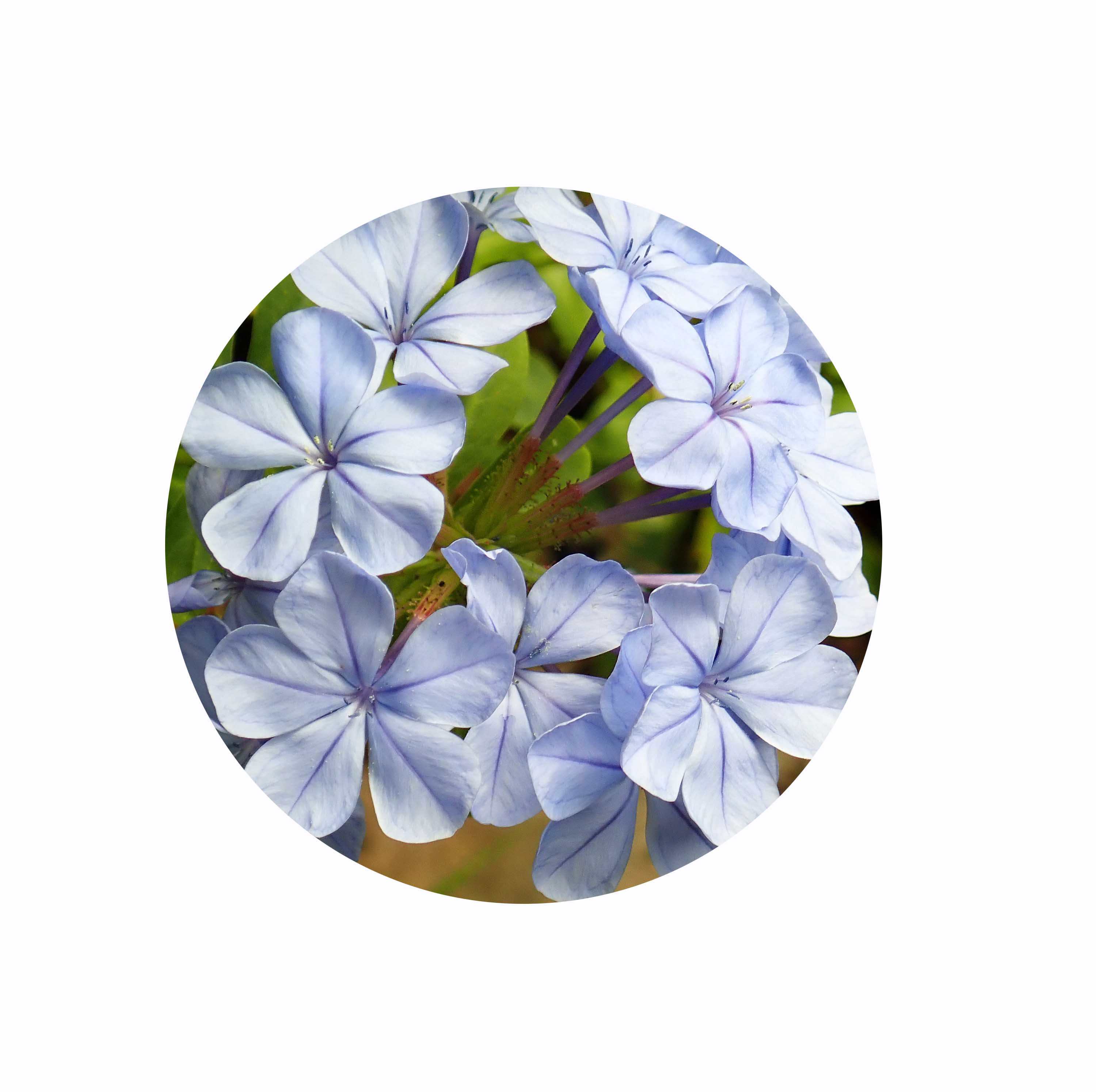 Bach Flower Remedies ~ Cerato