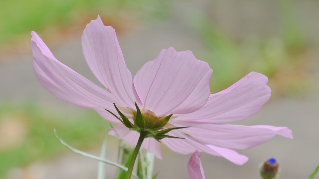 Soft Pink Cosmos