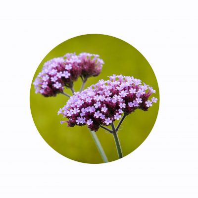 Bach Flower Remedies ~ Vervain