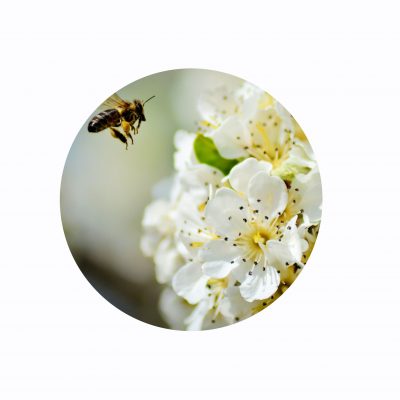 Cherry Plum