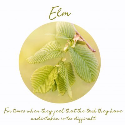 5 Bach Flower Remedies for Insomnia