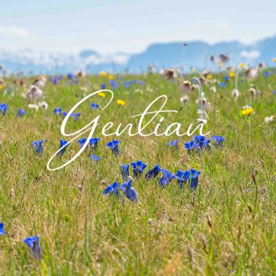 Bach Flower Remedies ~ Gentian